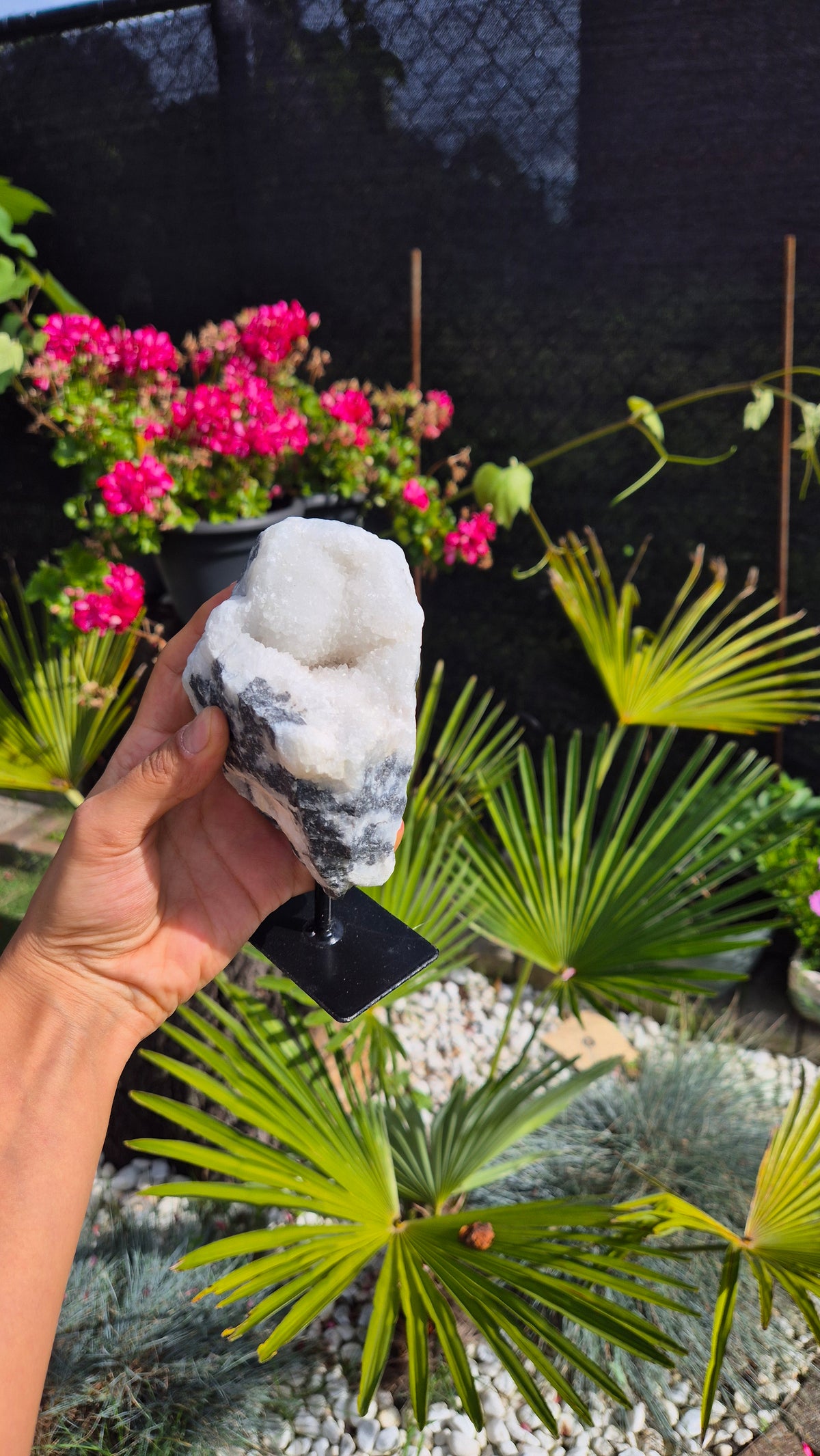 A hand holds a white and black geode crystal cluster on a black display stand in a sunny garden with green palm leaves and pink flowers in the background.
